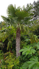 Trachycarpus fortunei palmier d'occasion  Mont-près-Chambord