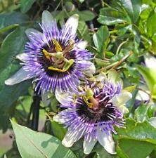 Winter Hard Passion Flower - Exotic Beauty - Perennial Climbing Plant for sale  Shipping to South Africa