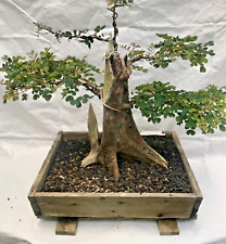 Bonsai tree ancient for sale  Mililani