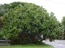 Ficus lyrata commonly for sale  New York