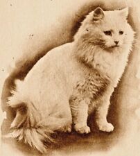 c1910 Cat portrait, cute, vintage postcard, Her Majesty for sale  Shipping to South Africa