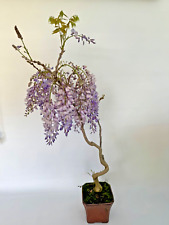 Bonsai wisteria floribunda gebraucht kaufen  Böhl-Iggelheim