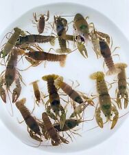 Crayfish live aquarium for sale  Waco