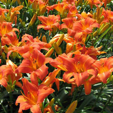 Live orange daylilies for sale  Harveys Lake