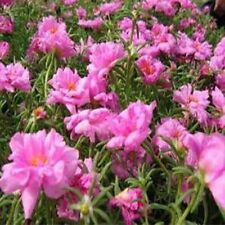 Moss rose portulaca for sale  Akron