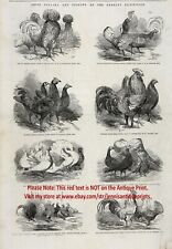 Estampa de gravura antiga de 1856 campeões de frango e pombo pássaro com nome grande comprar usado  Enviando para Brazil