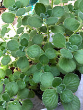 Vicks plant grow for sale  Lathrop