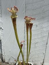 Sarracenia leucophylla hybrid. for sale  Santa Cruz