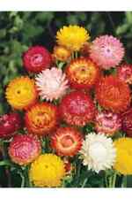 Strawflower tall double for sale  Phoenix