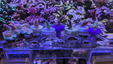 Coral frag pack for sale  Oak Ridge