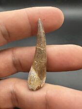 Plesiosaur tooth morocco d'occasion  France