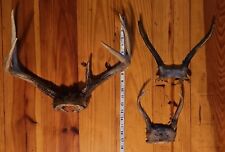 8pt whitetail small for sale  Blue Ridge