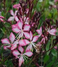 Gaura rosy jane for sale  Shipping to Ireland