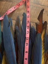 macaw for sale  Jefferson