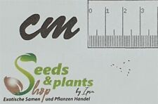 10x Tylecodon Paniculatus Subsp. Paniculatus Bush Plants - Seeds B452 for sale  Shipping to South Africa