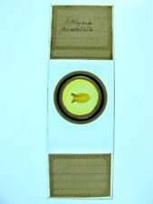 Antique microscope slide for sale  BRISTOL