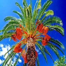 Date palm tree for sale  Lincolnton