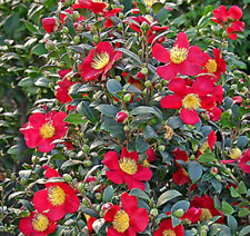 Camellia yuletide hardy for sale  IPSWICH