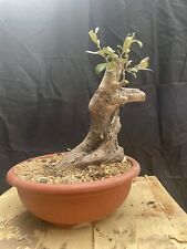 ulivo bonsai usato  Modica
