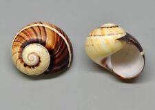 Used, Shells - Picta Fuscolimbated Polymyth 23.7mm.  landsnail- for sale  Shipping to South Africa