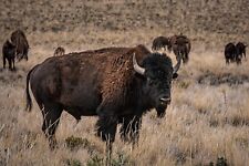Bison happy hour for sale  Livingston