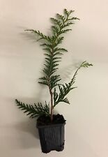 Thuja green giant for sale  Bethesda