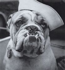 Bulldog sailor vintage for sale  Tampa