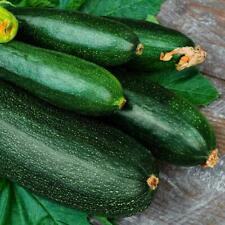 Dark green zucchini for sale  Deltona