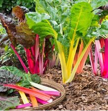 200 Rainbow Swiss Chard Seeds-Open Pollinated-Non GMO-Organic for sale  Shipping to South Africa