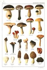 Document ancien champignons d'occasion  France