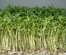 Crescione comune lepidium usato  Trappeto