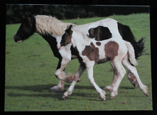 Postkarte tinker kaltblut gebraucht kaufen  Limburg