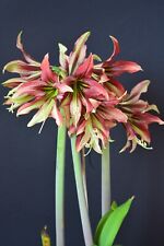 Hippeastrum Mystica - 1 bulb about 2 cm in diameter for sale  Shipping to South Africa