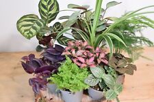 Terrarium plants baby for sale  MANCHESTER