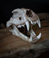 Lion skull large for sale  Shipping to Ireland