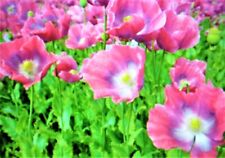 1000 poppy seeds for sale  Phillipsburg