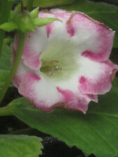 Sementes Gloxinia (2023): Sinningia speciosa hyb. Vermelho, roxo, branco, rosa ou mix comprar usado  Enviando para Brazil