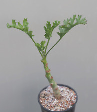 Pelargonium crithmifolium succ for sale  WALTON ON THE NAZE
