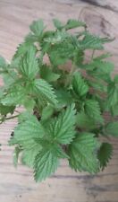 Live stinging nettle for sale  Winchester
