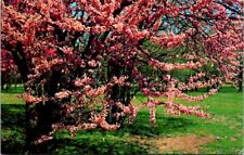 Redbud tree pink for sale  Richmond