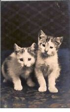 Chats.portrait chatons d'occasion  France