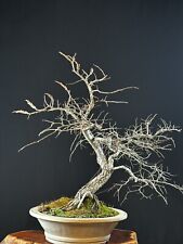 Cedar elm bonsai for sale  Statesville