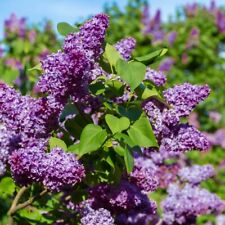 Lilac syringa vulgaris for sale  WOLVERHAMPTON