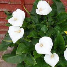 One white calla for sale  HOUNSLOW