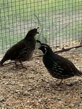 12 Californian Quail Fertile Hatching Eggs - Fertility Trialed , used for sale  TELFORD
