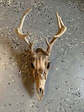 Deer antler skull for sale  Masontown