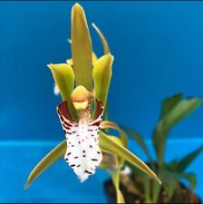 Cymbidium tigrinum orchid for sale  San Francisco