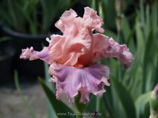 Schwertlilie iris sweet gebraucht kaufen  Markt Bibart