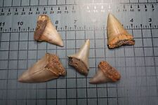 2.47" to 1.57" Large Megalodon Shark Tooth Fossil - Extinct Giant Mako- 5 teeth  d'occasion  Expédié en France