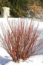 Red twig dogwood for sale  Canton